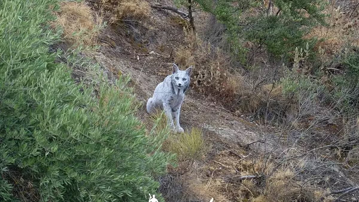 Fotógrafo captura lince-ibérico branco na província de Jaén, Espanha