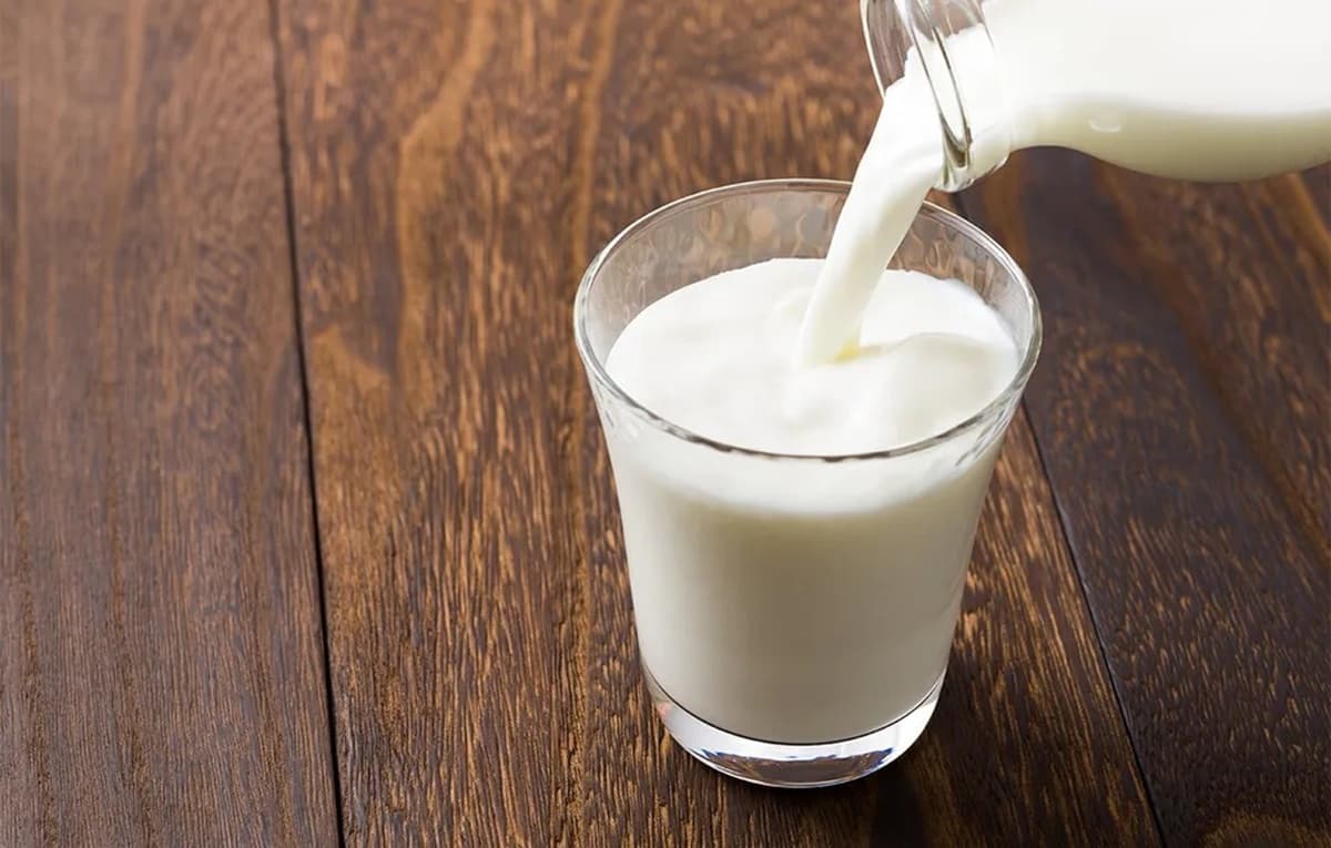 Leite de barata é mais nutritivo que o de vaca, apontam pesquisadores indianos