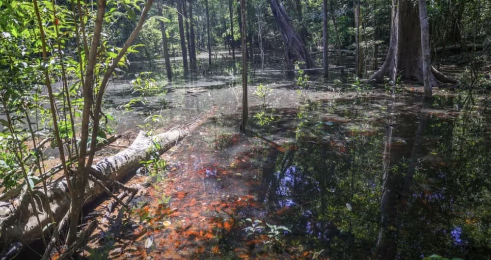 Pegadas de dinossauros de 103 milhões de anos são descobertas em Roraima