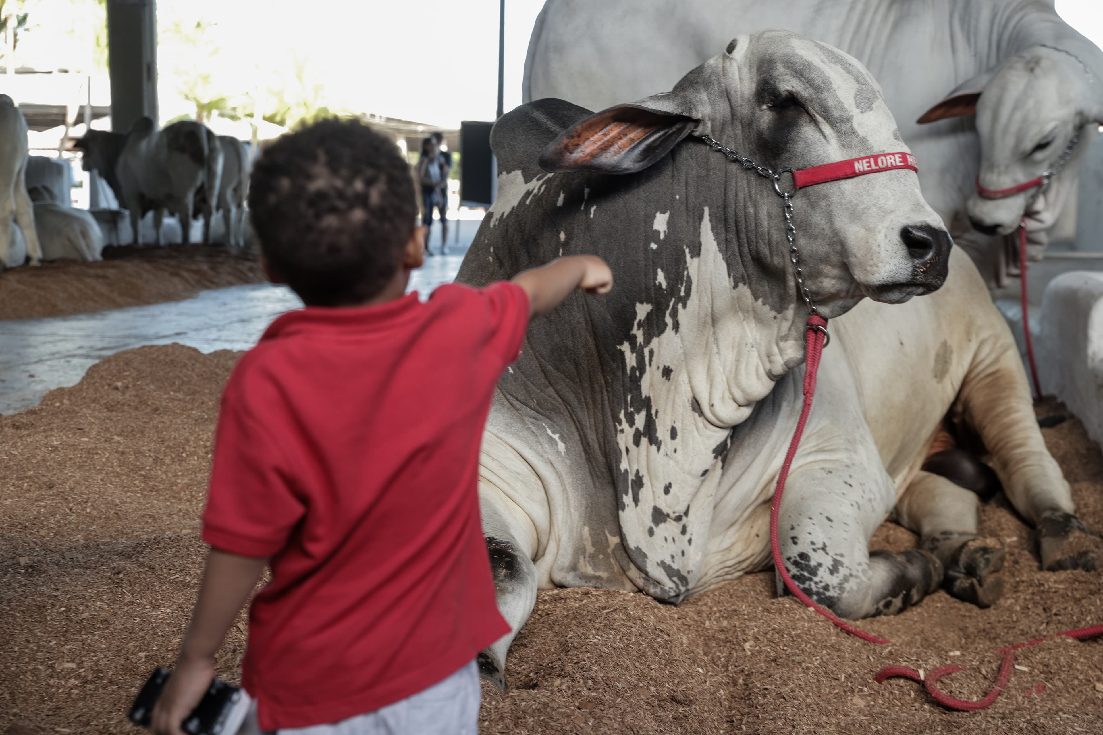 Fenagro 2025 em Salvador: negócios e cultura no agronegócio baiano