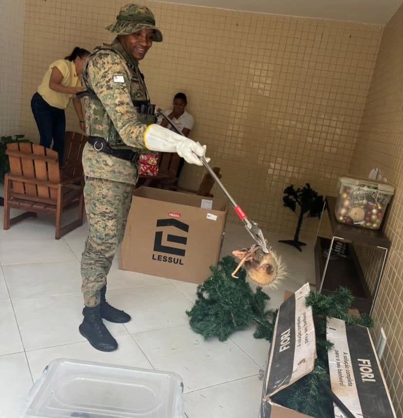 Família encontra sete sariguês em caixa de enfeites em Salvador, Bahia