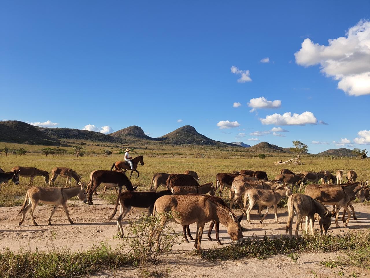 Debate sobre jumentos no Nordeste: abandono e revalorização necessárias