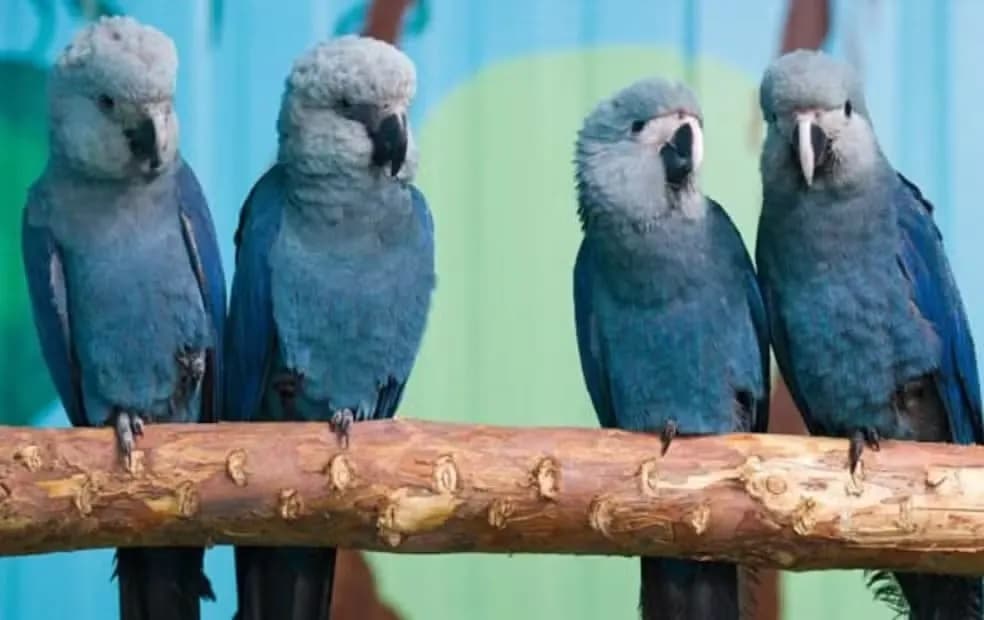 PF investiga circovírus letal que afeta ararinhas-azuis na Bahia e Brasília