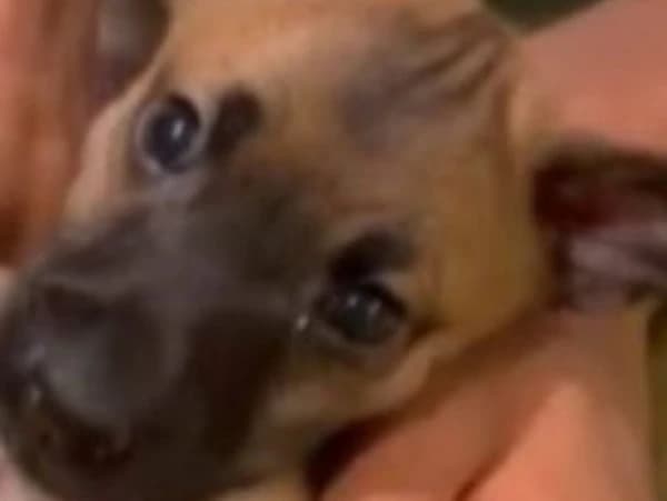 Raiva em cachorro em Salvador é descartada após exame do Lacen