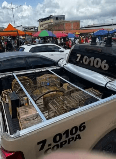 Apreensão de 55 aves silvestres em Simões Filho, Bahia, resulta em dois detidos