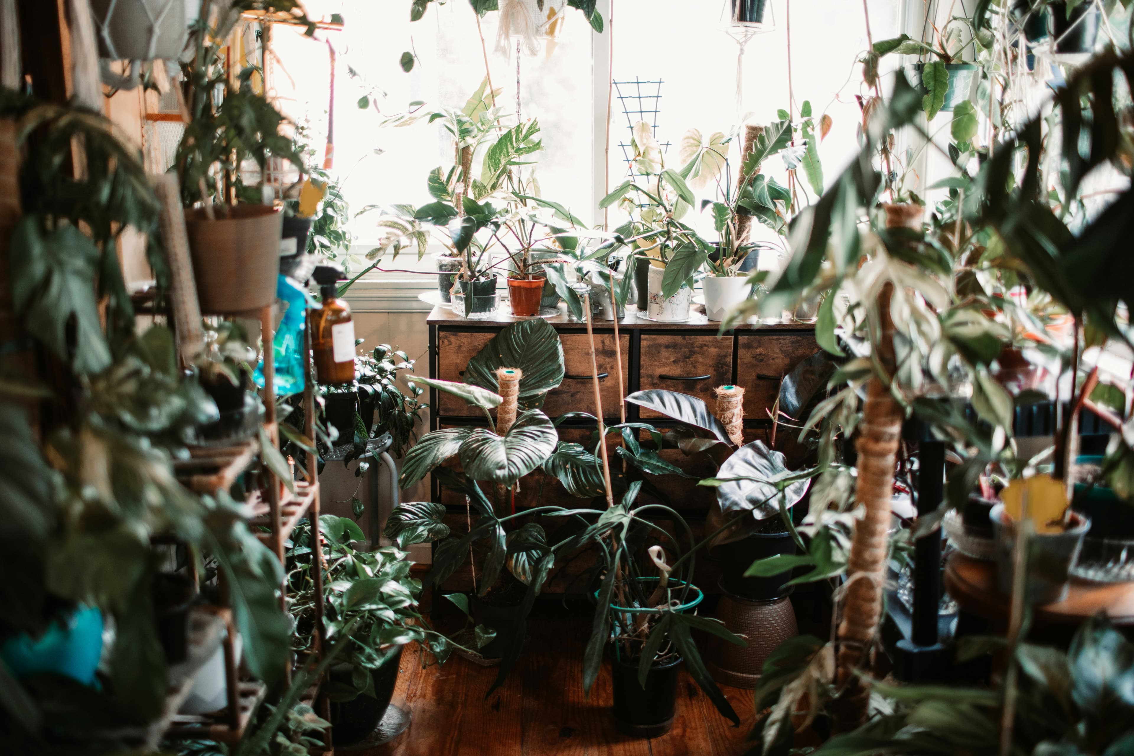 Cinco plantas ajudam a refrescar a casa e combater o calor do verão