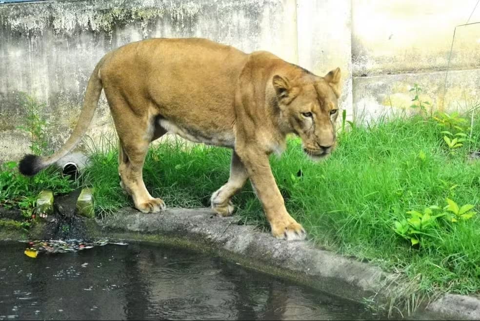 Zoológico da Bica, em João Pessoa, reabre com segurança reforçada