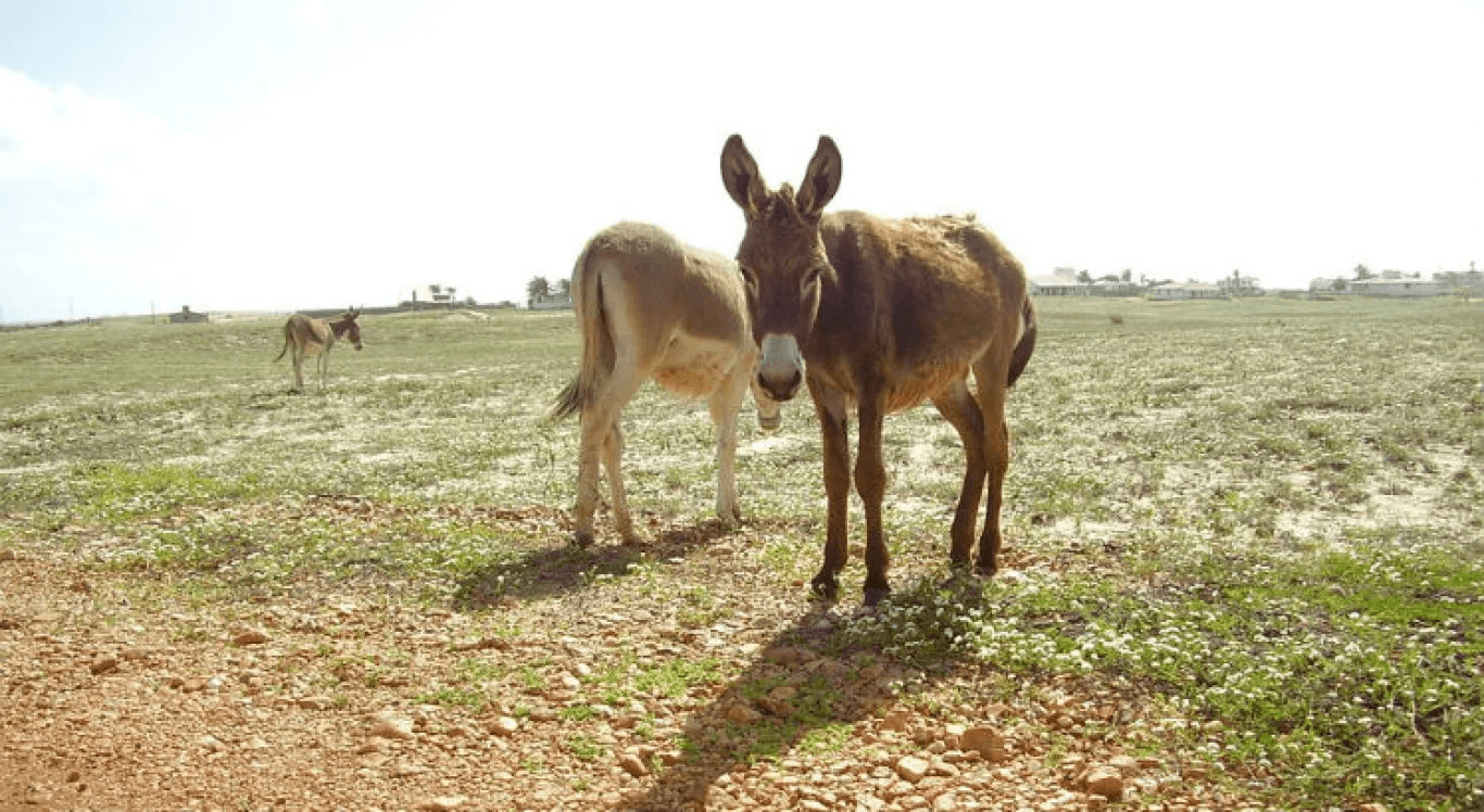 Leite de Jumenta Vira Destaque no Mercado Premium e Promete Chegar a UTIs Neonatais