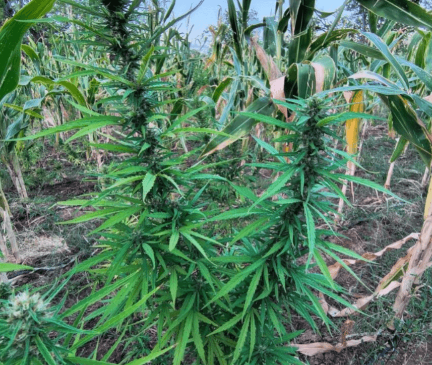 Polícia destrói mais de 22 mil pés de maconha em Curaçá, na Bahia