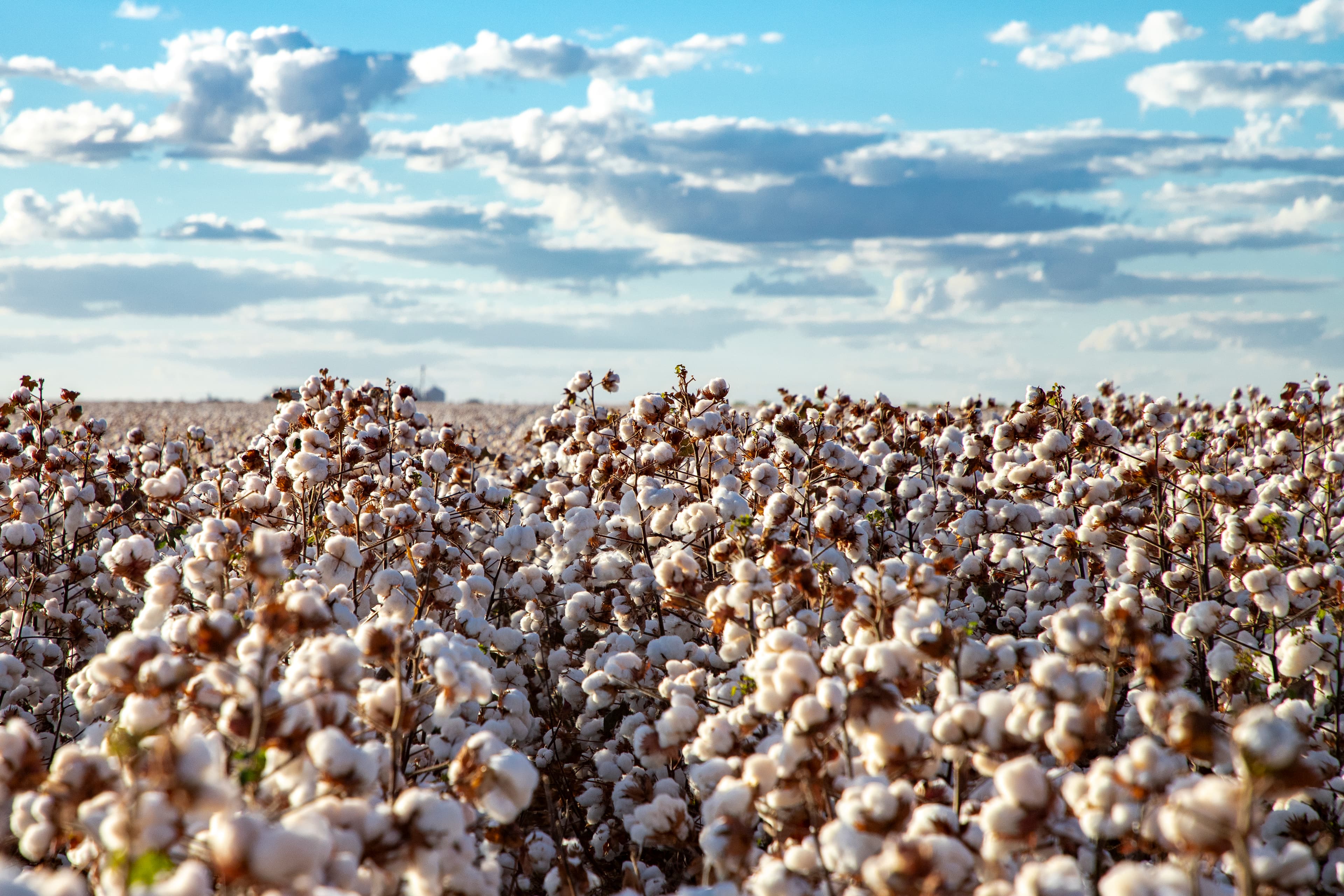 Agricultura da Bahia foca em tecnologia e diversidade para 2026
