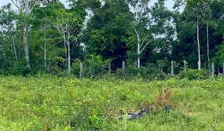 Mulher encontrada morta em Porto Seguro é identificada pela polícia