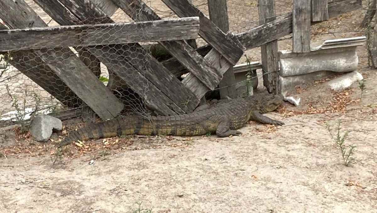 Jacaré surpreende moradores perto de fábrica em Feira de Santana