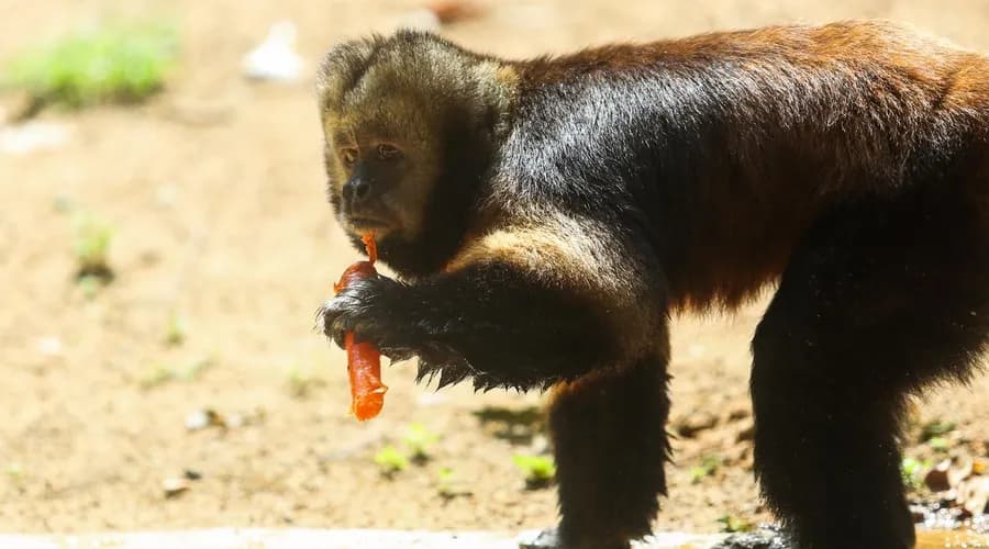 Zoológico de Salvador cria ‘zoocolés’ para refrescar animais no calor