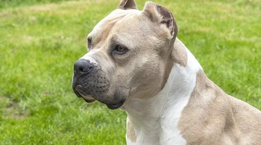 Menino é atacado por pitbulls e tem couro cabeludo arrancado no interior de SP