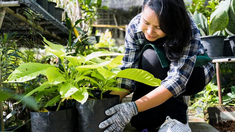 Cuidado! Três plantas comuns em casas atraem escorpiões