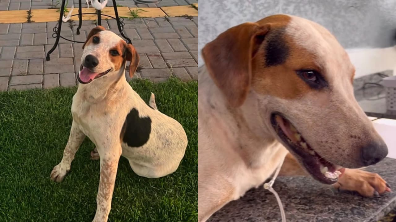 Após Orelha, cão Abacate morre baleado em Toledo