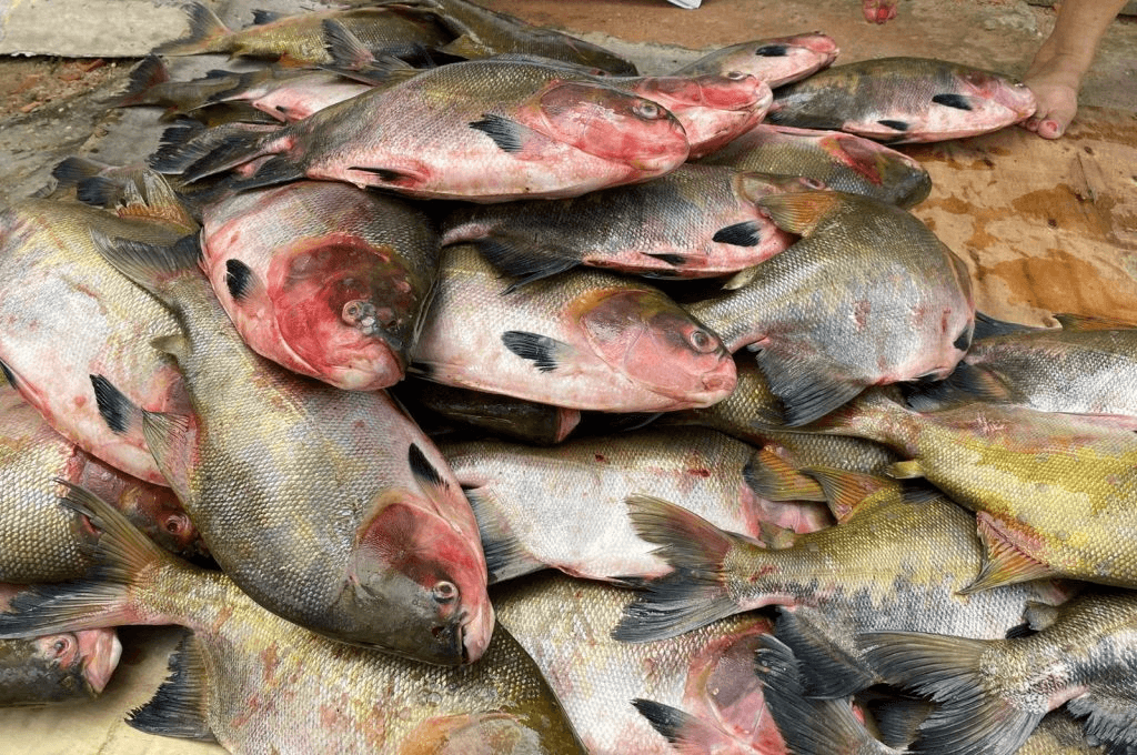 Doença da urina preta acende alerta no Amazonas após consumo de peixe