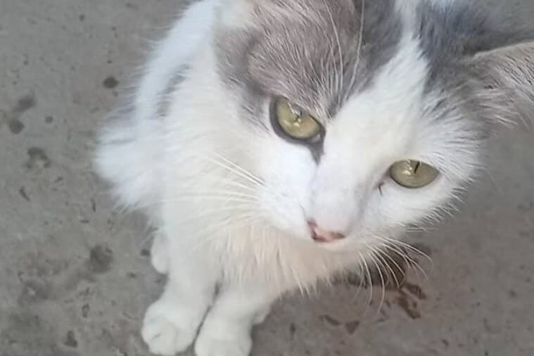 Polícia indicia homens por espancar gata grávida até a morte em MG