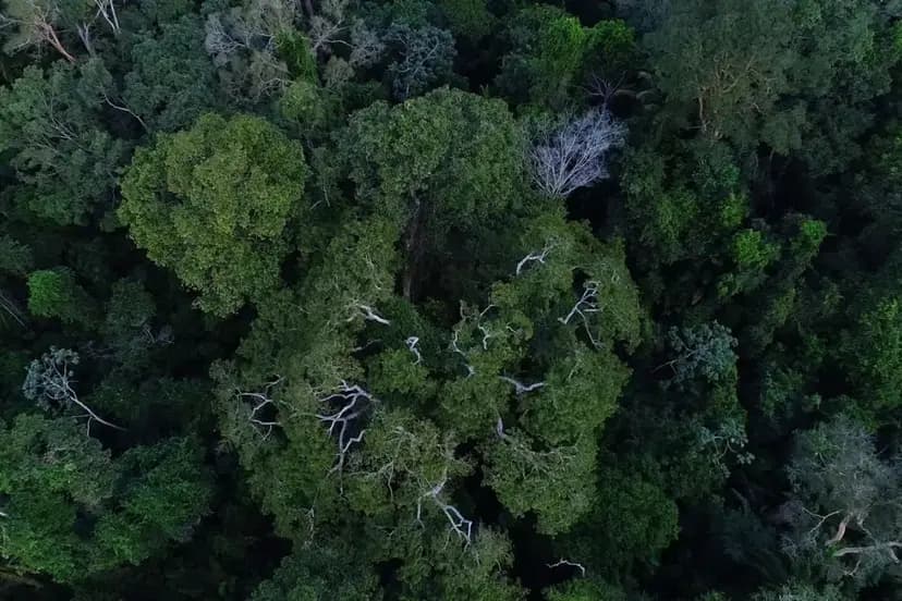 Maior árvore da América Latina enfrenta ameaça de desmatamento no Pará