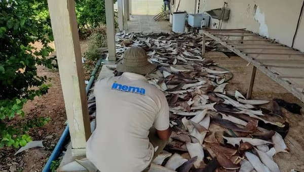 Polícia Federal apreende 1,5 tonelada de barbatanas de tubarão na Bahia