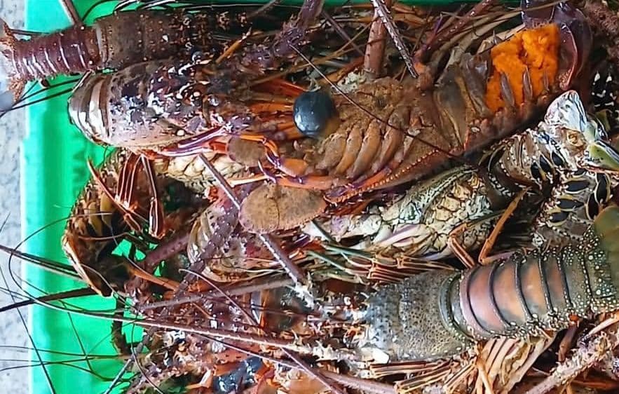 Lagosta apreendida: mais de 50 kg são encontrados no Mercado do Peixe, em Salvador