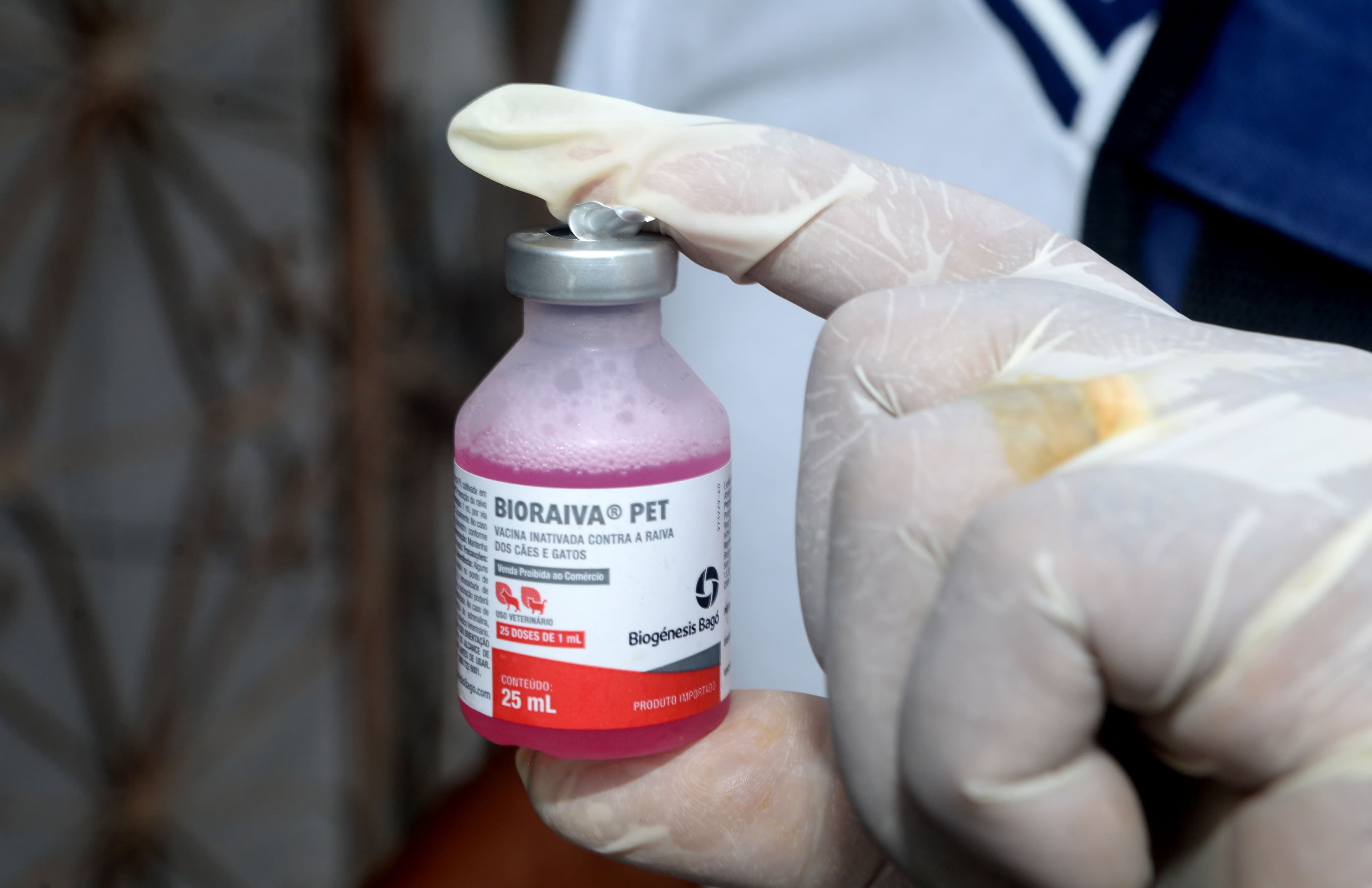 Vacinação antirrábica em Salvador: SMS divulga cronograma para quatro bairros