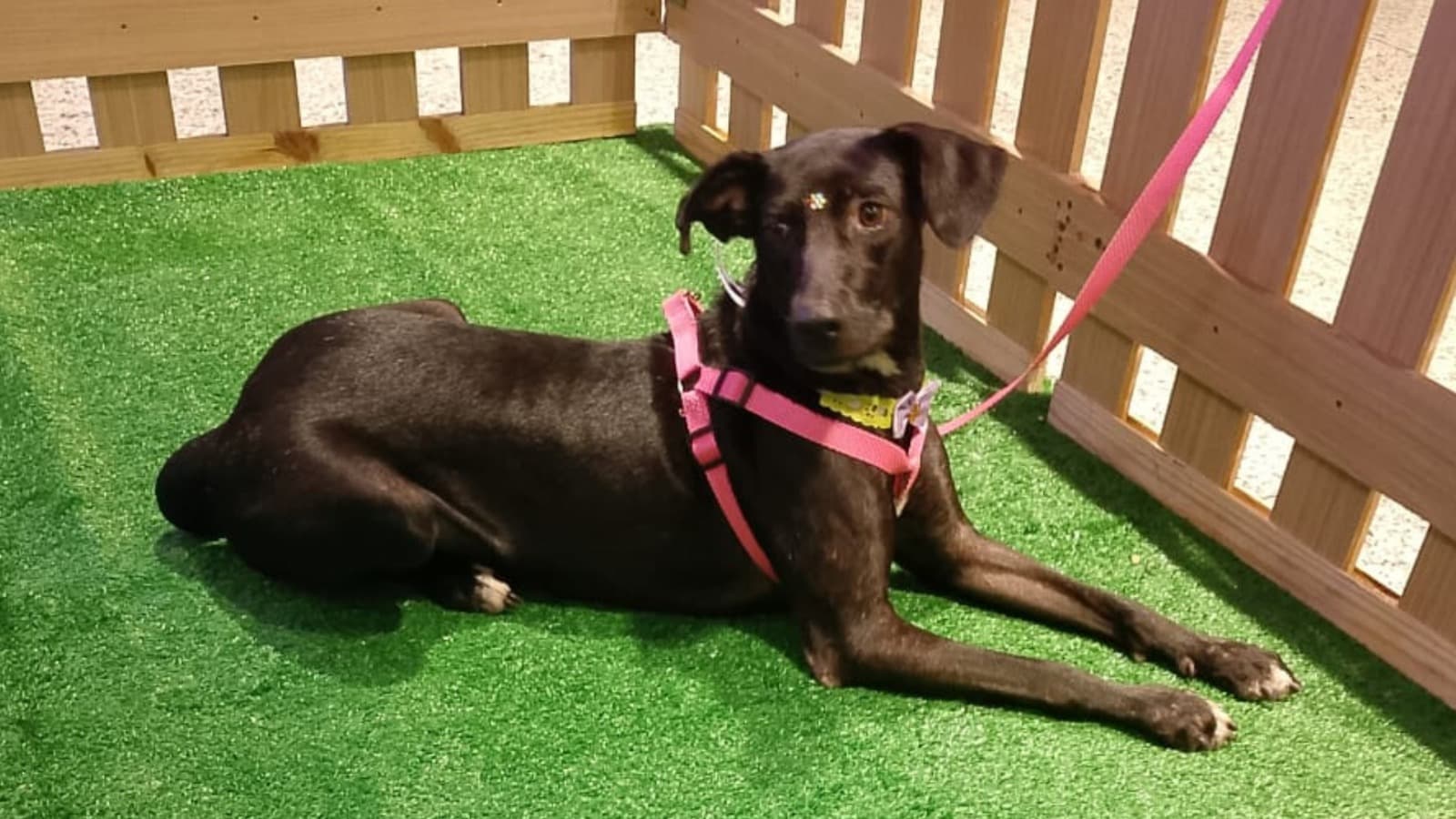 Parque Shopping Bahia promove 16ª edição do 'Adote no Parque' em Salvador