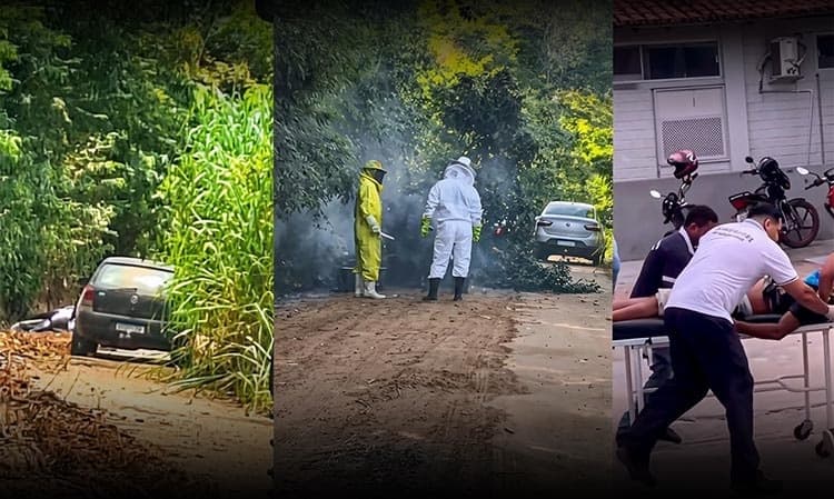 Homem morre após ataque de abelhas na divisa entre Bahia e Minas Gerais