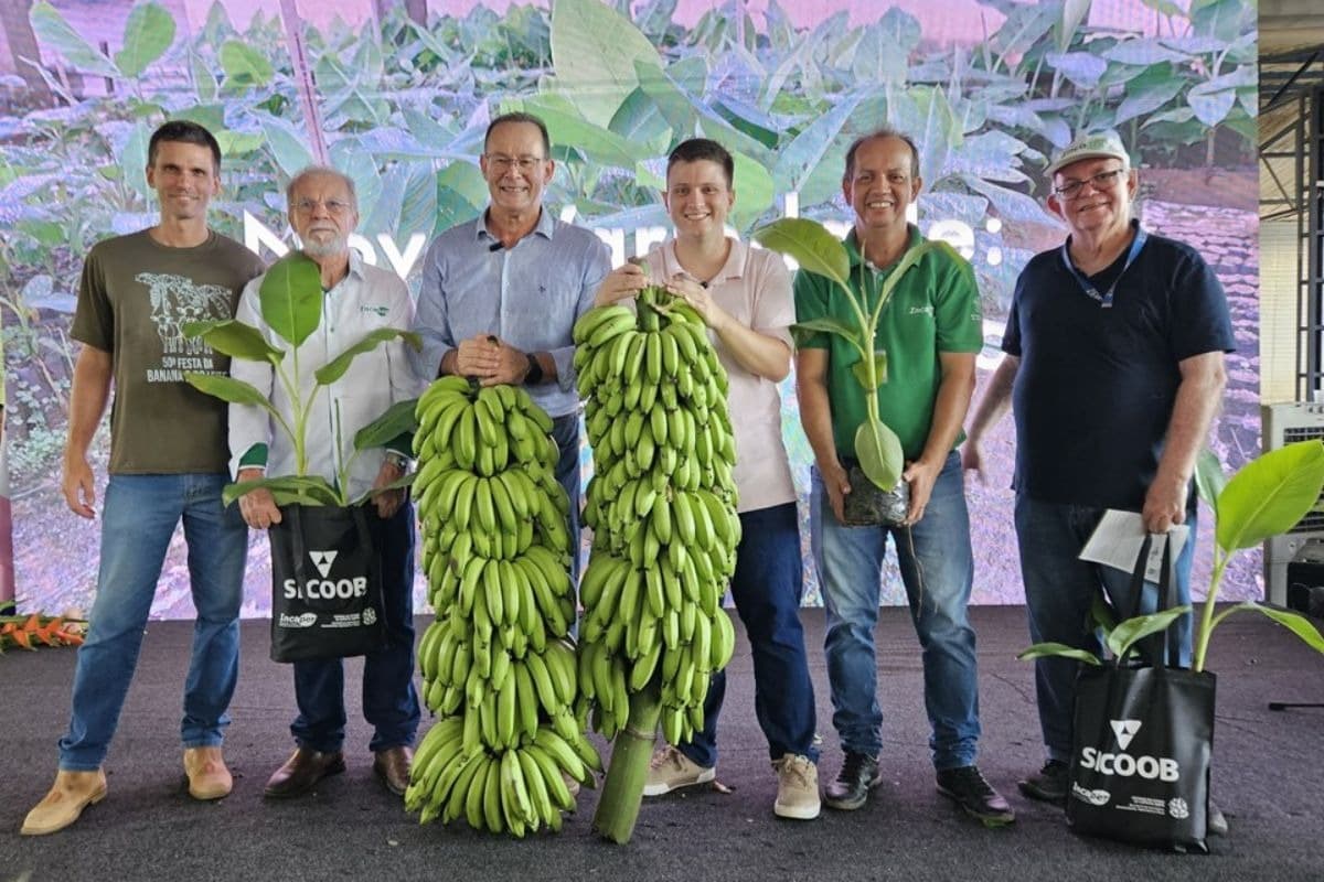 Incaper lança nova espécie de banana Ambrosia com alta produtividade no ES