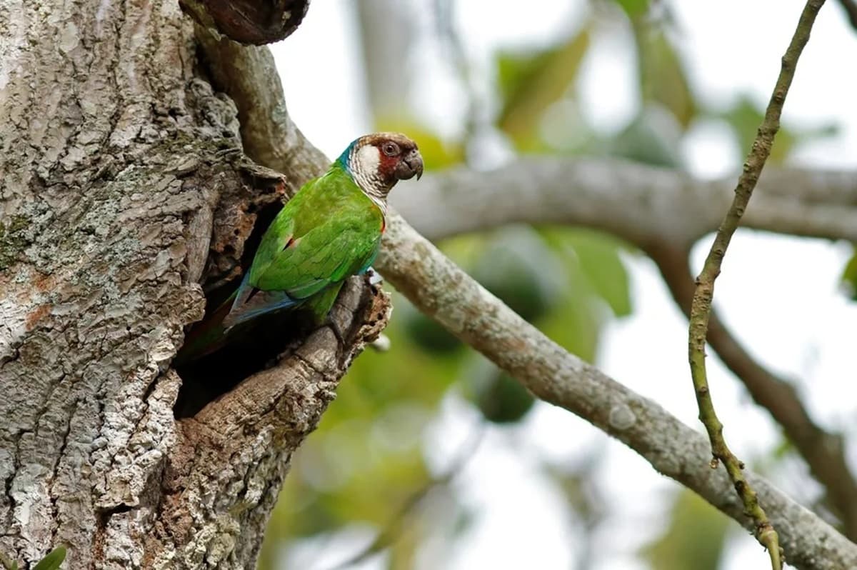 Periquito-cara-suja renasce na Caatinga após mais de um século sem registros
