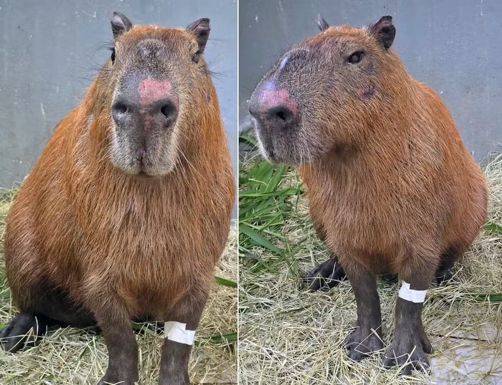 Decreto Cão Orelha é aplicado pela 1ª vez contra agressores de capivara no RJ