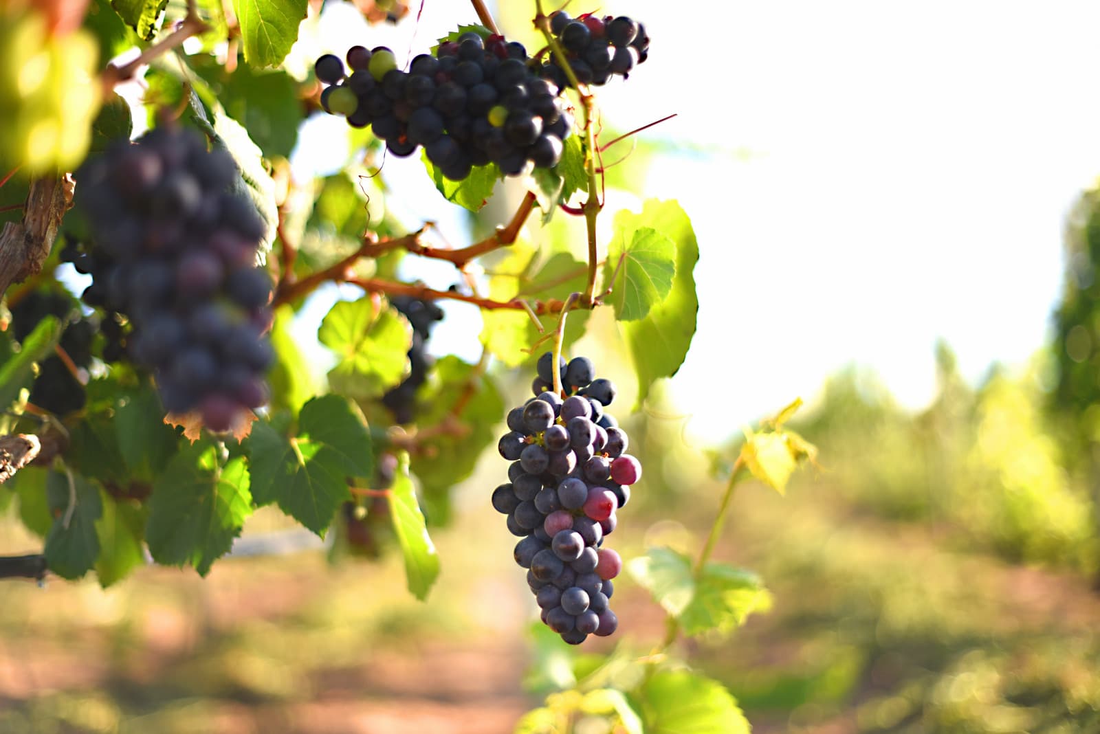 Morro do Chapéu se destaca na Bahia com produção de vinhos premiados