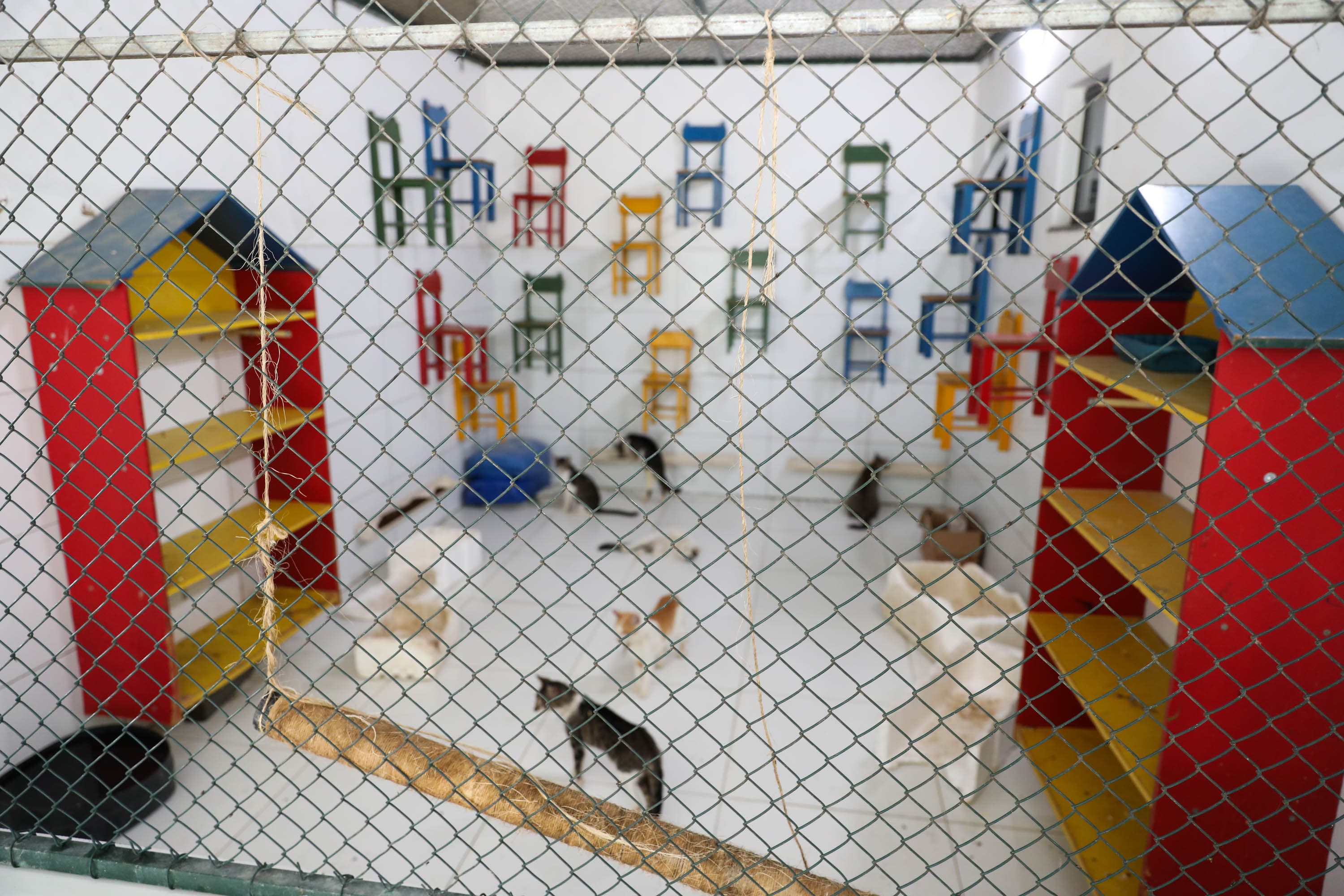 Cães matam gatos em tratamento na Uefs, em Feira de Santana