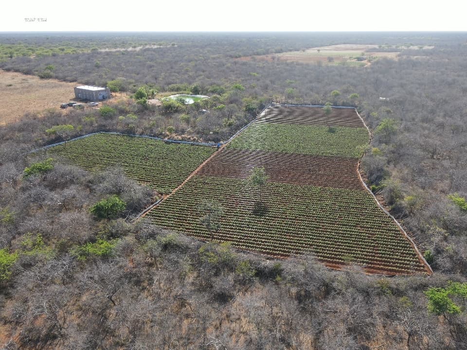 Megaoperação desarticula tráfico de drogas entre Bahia e Rio em seis estados