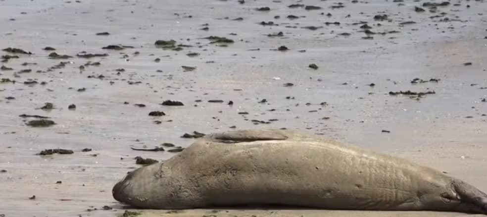 Leão-marinho é encontrado morto e partido ao meio em praia de Alagoas