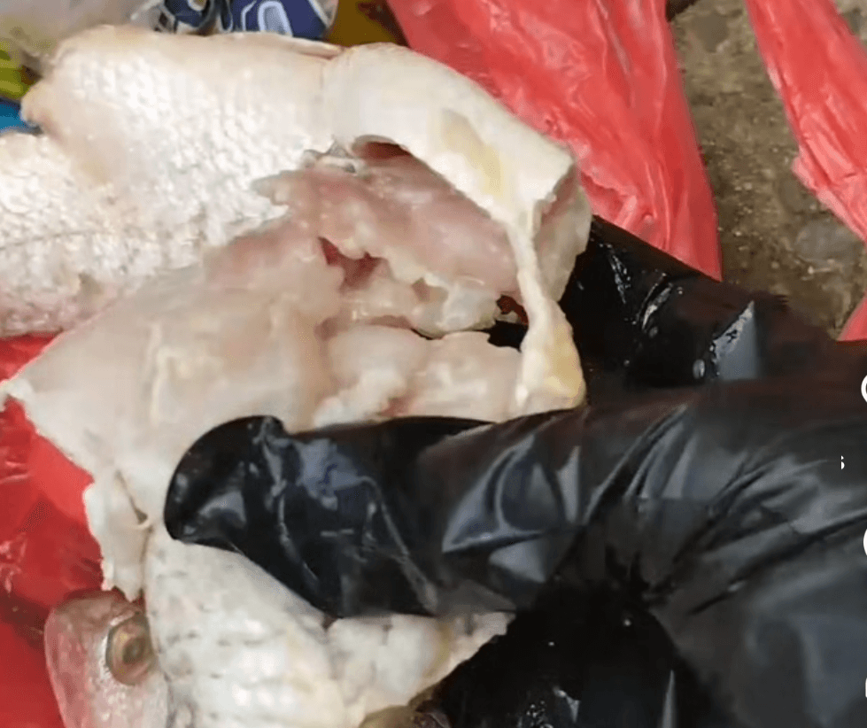 Ilhéus: Moradores denunciam distribuição de peixe podre pela prefeitura