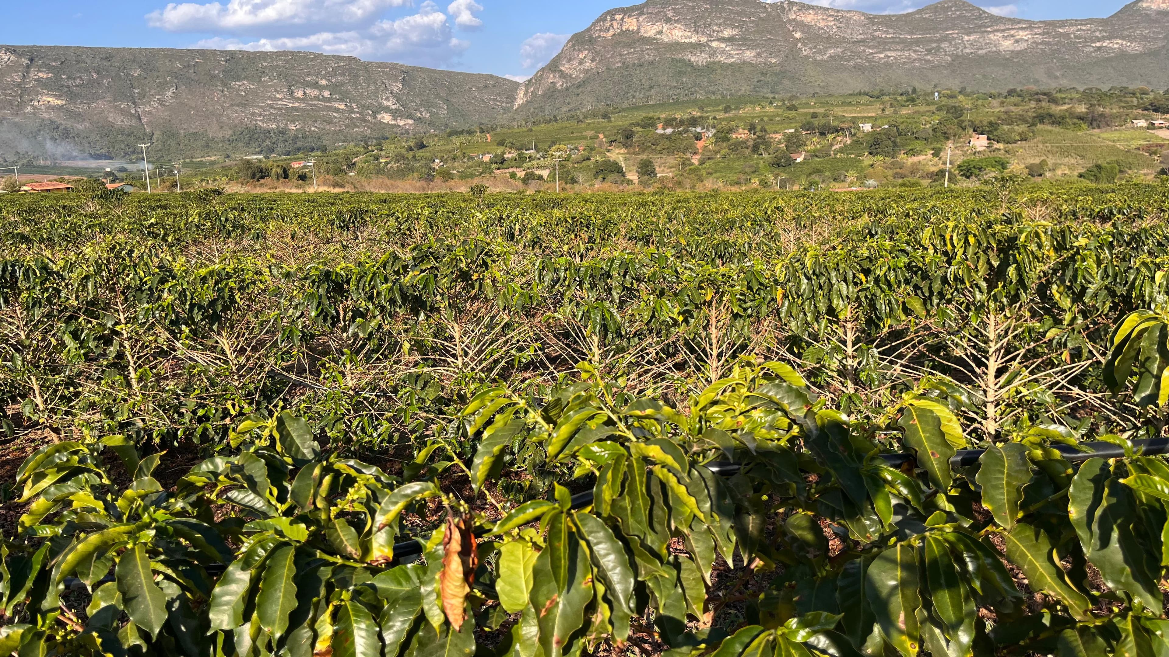 Fazenda na Chapada Diamantina revela segredos de cafés especiais premiados