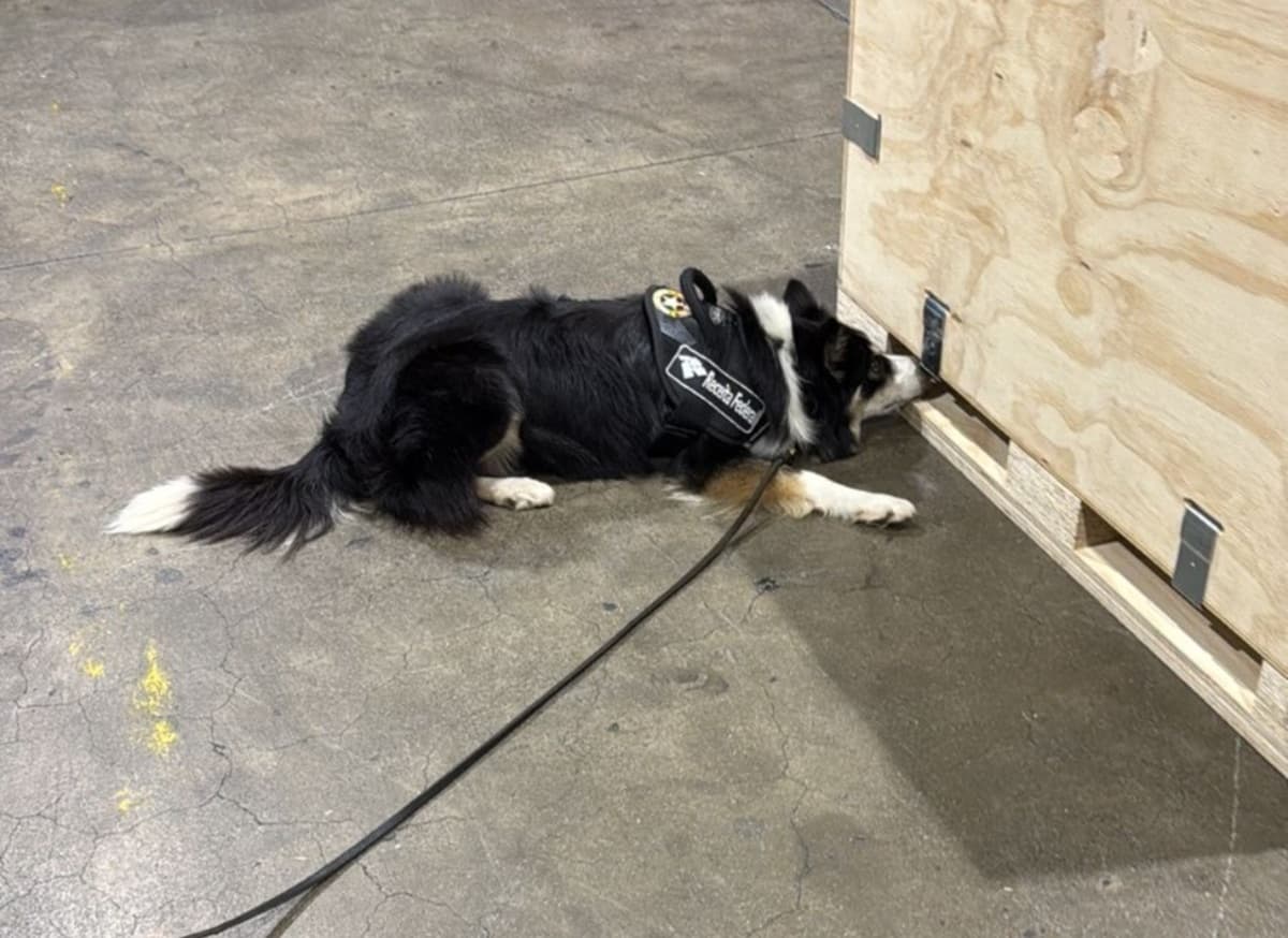 Receita Federal apreende 283 kg de haxixe em Guarulhos; valor é de R$ 34 milhões