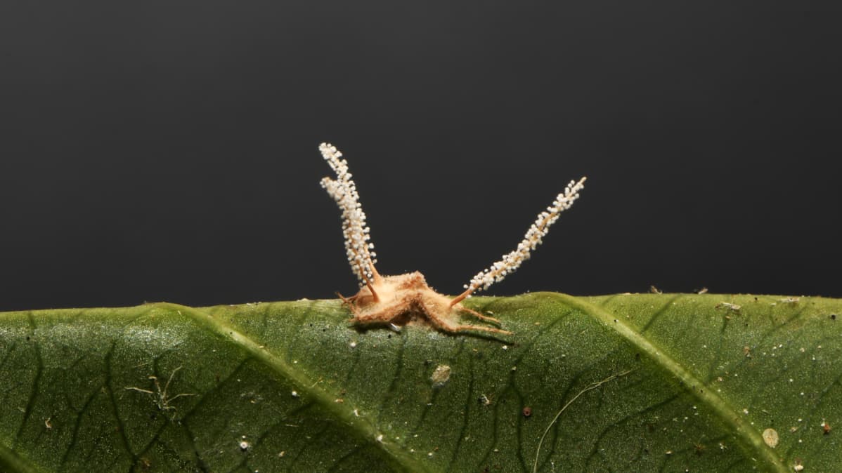 Fungo 'zumbi' de aranha é descoberto em Minas Gerais
