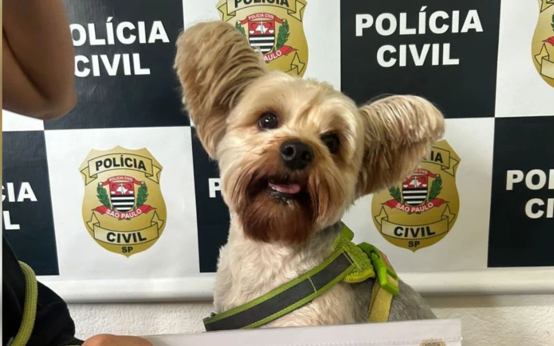 São Paulo: Homem é preso após tentar furtar cachorro da ex-mulher