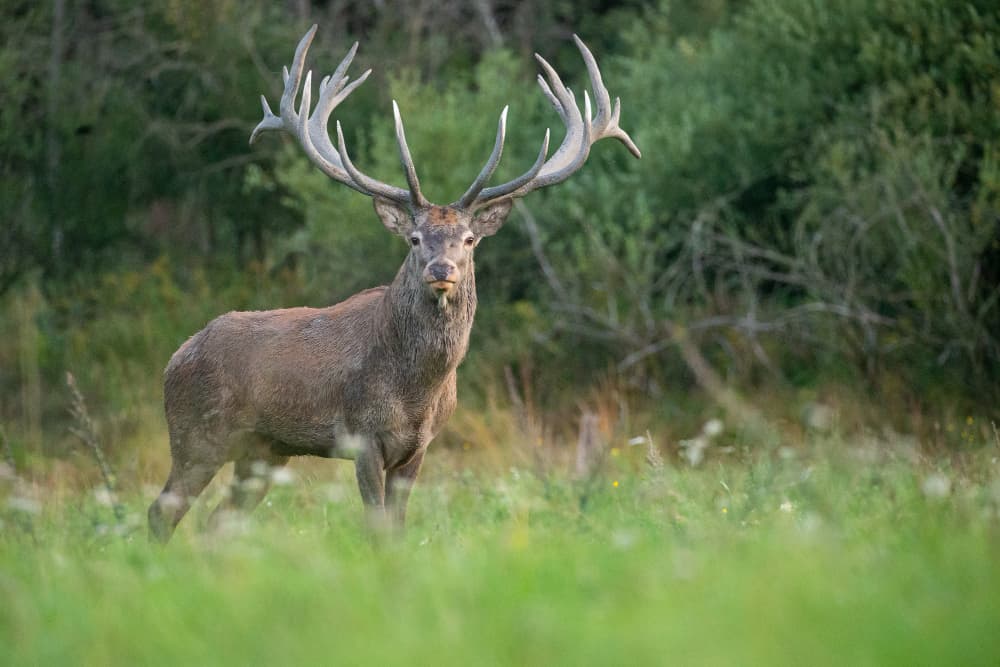 Veado-sambar foge de recinto e fecha Parque Zoobotânico da Bahia em Salvador