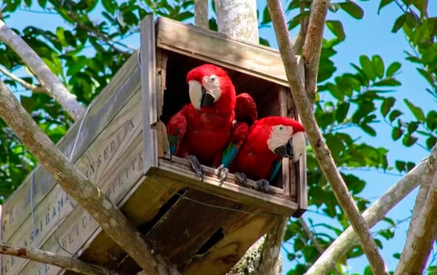 Arara-vermelha: filhotes nascem na Mata Atlântica da Bahia após 200 anos