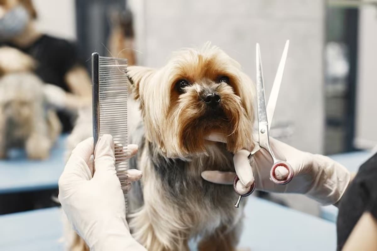 Salvador: Projeto de lei prevê câmeras em pet shops para banho e tosa
