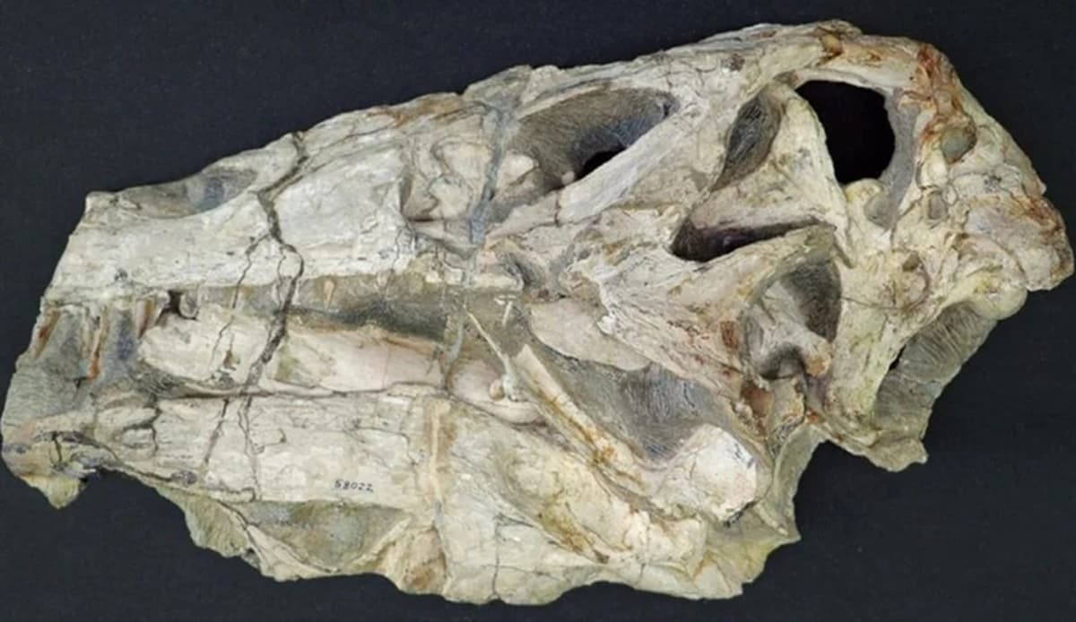 Fóssil de dinossauro Irritator challengeri será devolvido ao Brasil pela Alemanha