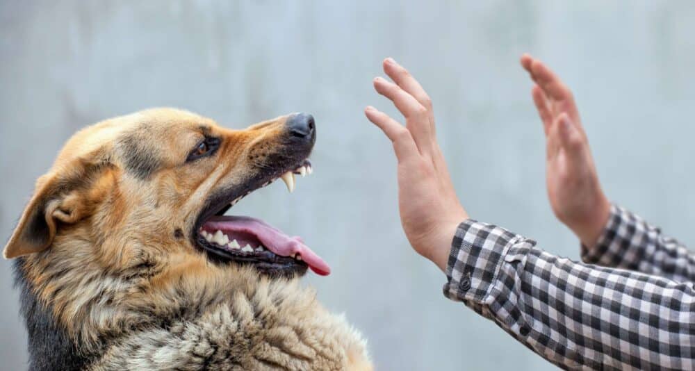 Brasileira recebe conta de R$ 84 mil após mordida de cachorro nos EUA