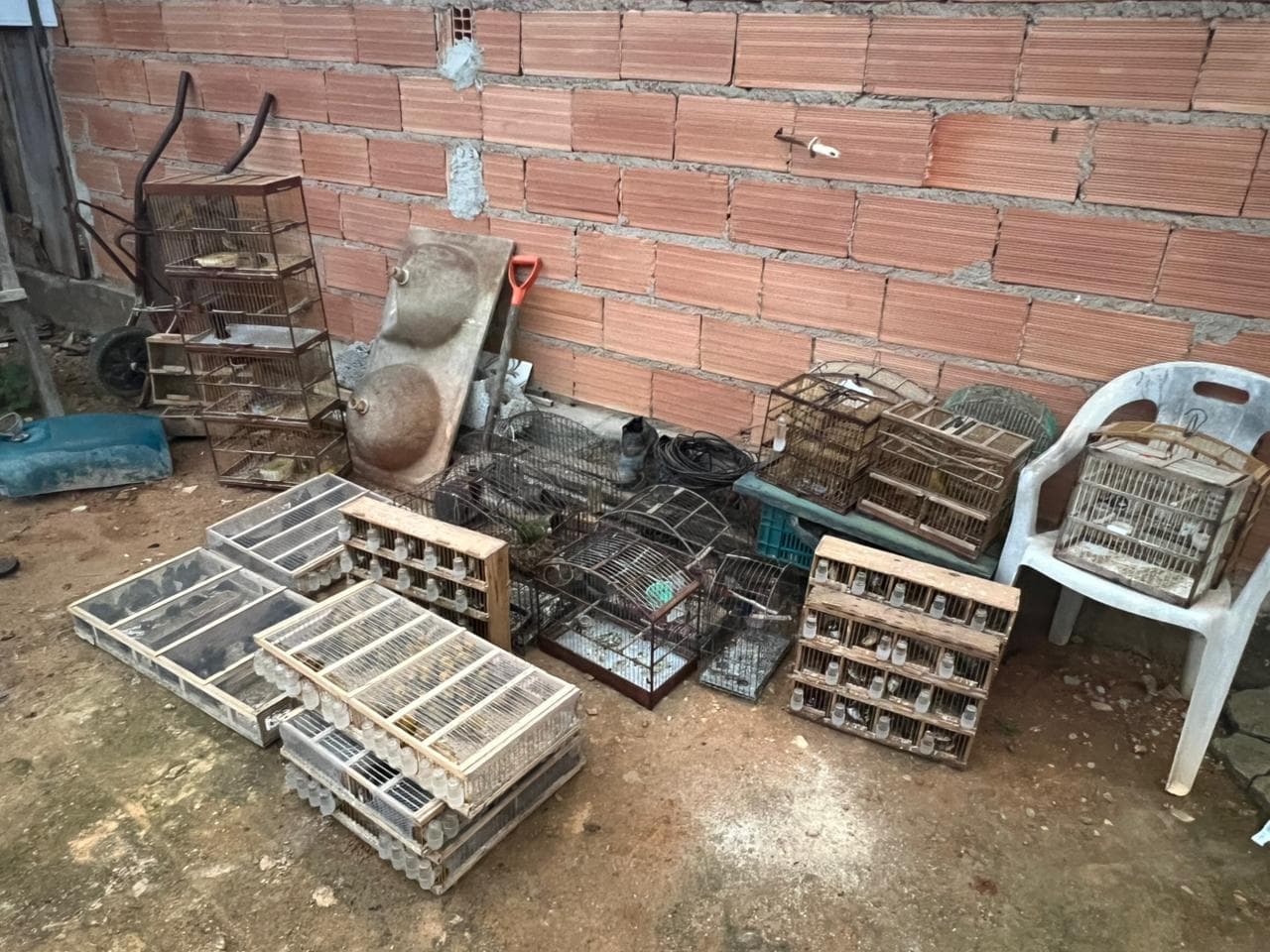 Dupla é presa com 373 aves silvestres em operação contra tráfico na Bahia